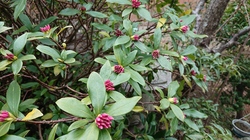 DSC_0475.JPG